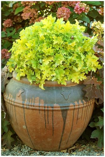 Stauden Gänge 1 x Heuchera Hybride 'Lime Marmalade' Purpurglöckchen | Purpurner Bodendecker für Halbschatten bis Schatten, Blüte Juni bis August, mehrjährig, 1 L Topf (11x11 cm)