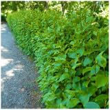 10 Griselinia Evergreen Hedging Plants 40-60cm Potted, Fast Growing New Zealand Laurel 3fatpigs®