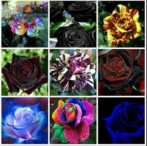450 Semi DI ROSA in 9 Varietà RARE e PREGIATE