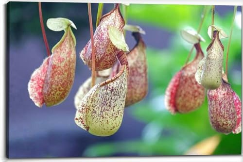 A Nepenthes tropical pitcher plants monkey cups growing a garden Canvas Wall Art Decor Framed Photo Prints Picture Poster For Bathroom Bedroom Kitchen Living Room Office Artwork Paintings 20x30