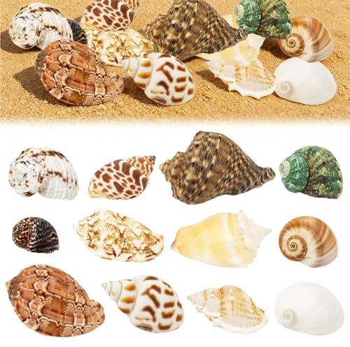 TenaLucy 12 Pièces Coquillages Mixtes Coquillages Marins, 3-9 CM Deco Aquarium, Naturels Coquille Saint Jacques Vide, Pas Perforé Coquillage Decoration pour Sac de Fête DIY Lampe Coquillage Paillettes