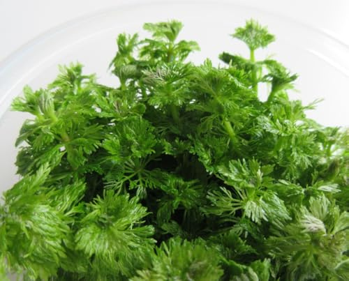 florari In-Vitro Limnophila sessiliflora/Kleine Ambulia