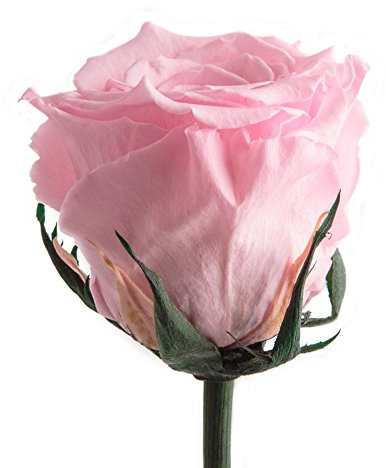 Infinity Rose Rosa einzeln mit Stiel - echte Rose konserviert 45-50cm lang haltbar 3 Jahre als Liebesgeschenke für Frauen zum Valentinstag - haltbare rosa Rosen beste Freundin Geschenke (Rosa)
