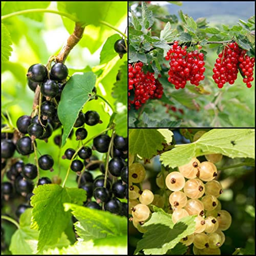 Premium 3er-Set Johannisbeeren – rot, weiß & schwarz – aromatisch, vitaminreich & reichtragend – winterhart & ideal für Garten, Balkon & Kübel