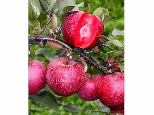 Albero da Frutto Melo Polpa Rossa, Pianta in Vaso da 20 cm, Altezza 150-170 cm, Età 1 Anno