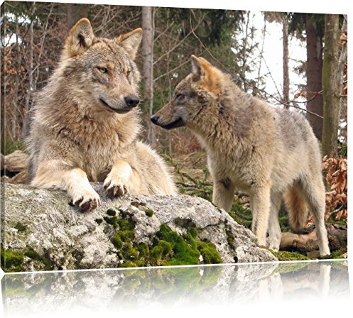 Pixxprint Wölfe im Wald, Größe: 100x70cm, Leinwandbild, fertig gespannt, Wandbild, Dekoration, Kunstdruck, kein Poster