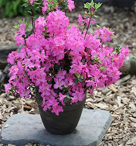 Rhododendron obtusum 'Petticoat®' 15–20 cm – Winterhart, Immergrün, Mehrjährig – Japanische Azalee – Zierstrauch für Beet & Kübel