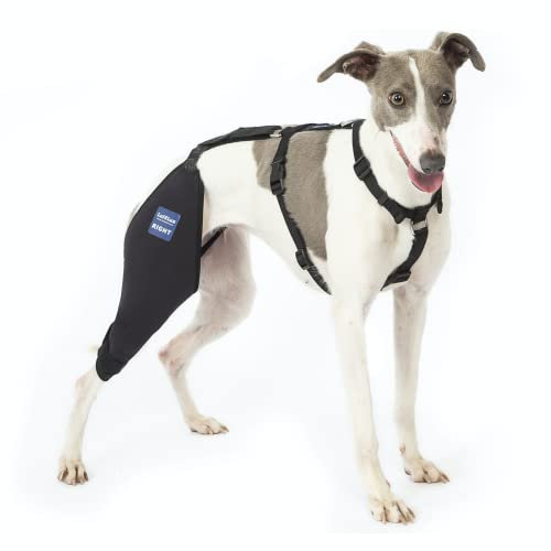 LufeLux Hunde-Kniebandage mit Geschirr und Verbindungsgurt, leicht und dehnbar, Unterstützung für zerrissene ACL Hinterbeine, Luxating Patella, reduziert Arthritis Schmerzen und Entzündungen (Medium)