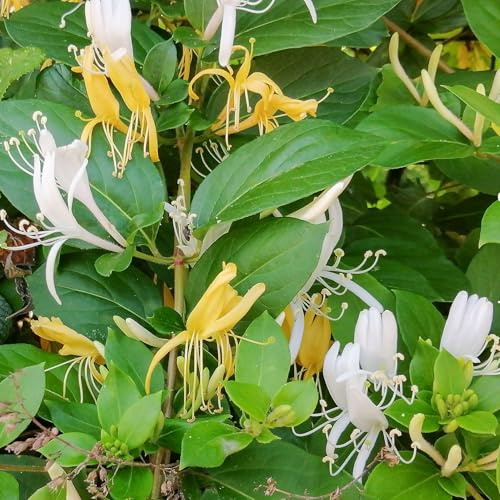 Lonicera Japonica Halliana, Caprifoglio, confezione da 2 piante, altezza 40/60 cm, vaso Ø7