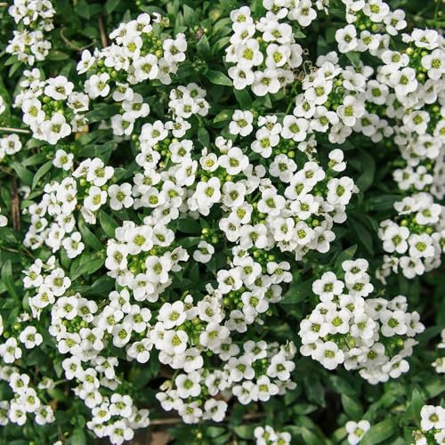 Alyssum Carpet of Snow Seeds – Hardy Annual – Attracts Pollinators – Beautiful Blooms for Beddings, Borders & Rockeries – for Your Beautiful Garden