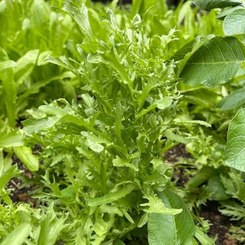 semillas de endibia variedades raras de vegetales antiguos Camas elevadas el jardín resistentes en macetas semillas resistentes jardines rocas 150semillas