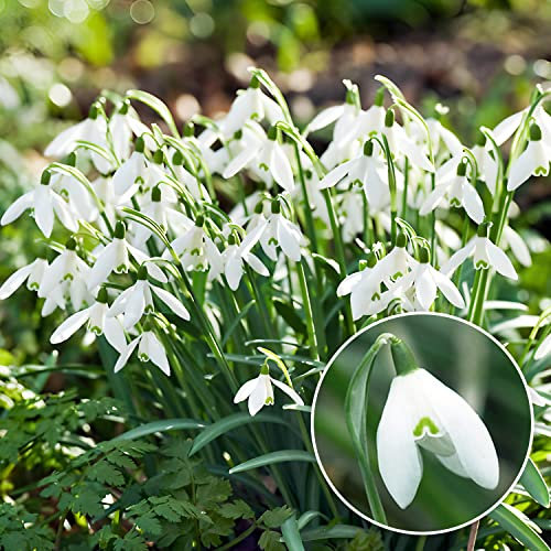 Perce-neige Galanthus Woronowii/Nivalis Bulbes - 50 Bulbes de Fleurs à Planter Exterieur - Plantes Vivaces Exterieur - Rustique - Naturelle Plantes de Hollande (pas de graines, non artificiels)