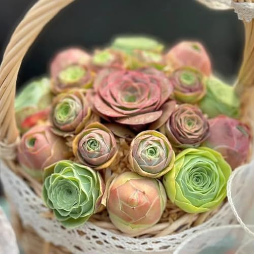 SukkulentenSamen, zimmerpflanzen kräuterpflanzen pflegeleichte zimmerpflanzen nachhaltige produkte bodendecker 120pcs