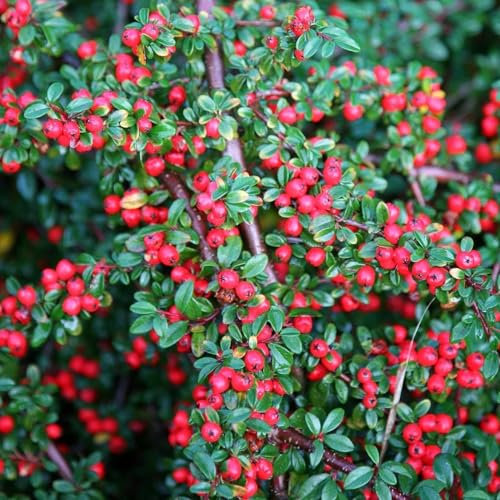 Plant Theory Cotoneaster Horizontalis Outdoor Shrub Plant in Red 2L Pot
