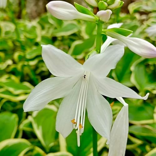 semi di hosta resistenti - esterno decorazione balcone perenni 20pcs
