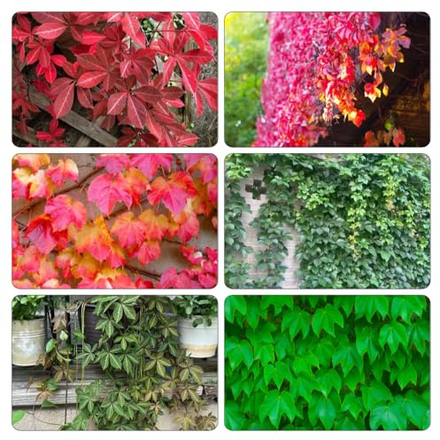 Parthenocissus tricuspidata - balcone resistenti interno giardino semi di decorazione giardino verdi semi di 250pcs