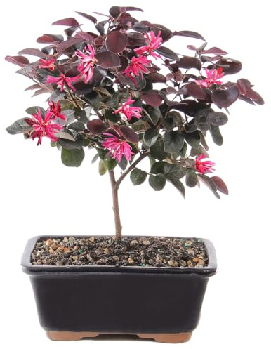 Brussel's Bonsai - Live Chinese Fringe Flower Bonsai Tree, Outdoor Bonsai Tree Live Plant in Decorative Container, 3 Years Old, 8-12 Inches Tall (Medium)