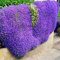 500 Piezas Tomillo Rastrero, Tomillo Silvestre Semillas, Sementes de Tomilho, Bolsa Semillas de Flores, Fácil de Plantar Semillas de tomillo rastrero Herramienta de jardinería para jardín (Morado)