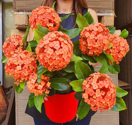 POWERS TO FLOWERS - IXORA ARANCIO IN VASO 20CM DIAMETRO, pianta vera