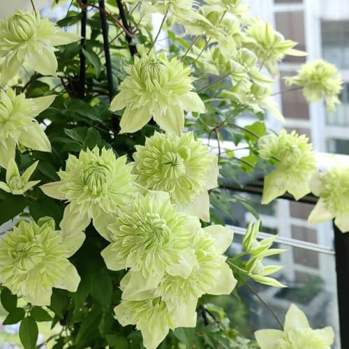 clematissamen - gastgeschenk clematis florida - kletterpflanzen stauden winterhart mehrjährig garten alte sorten rankpflanzen 550pcs