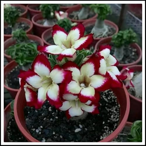 Radice di rosa del deserto/Mista/Radice di rosa del deserto selezionata/Resistente al freddo e alla siccità/Adatta per la decorazione di giardini e balconi /【NVNJHJN】-1 bulbi-J