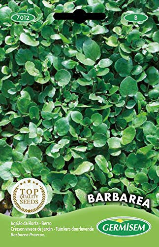 Germisem graines Cresson vivace de jardin