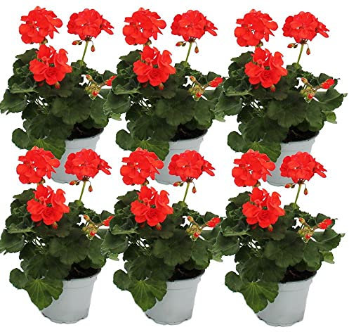Geranio Color Rojizo - Pack 6 Plantas - Flores Naturales para Terraza y Jardín
