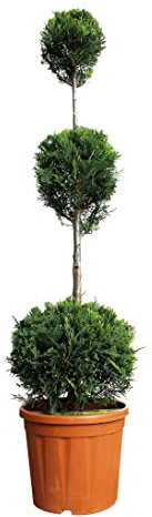 KENTIS - Cupressocyparis Leylandii - Drei Ball Zypressen - Echte Winterharte Pflanzen für Garten - H 140-160 cm Topf Ø 30 cm