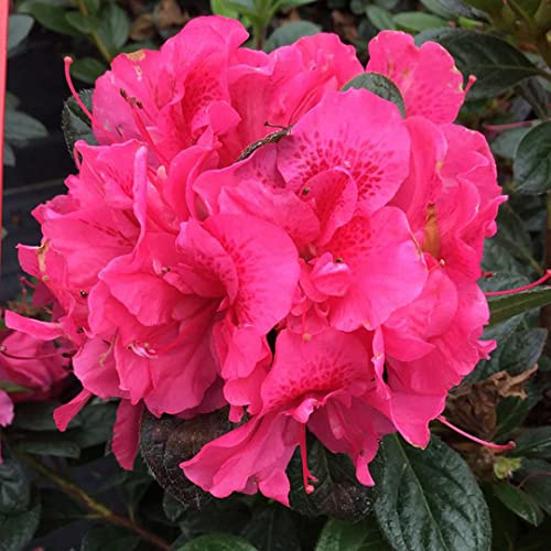 Perfecto Mundo® Double Dark Pink Reblooming Azalea - Rhododendron - 4 Pot