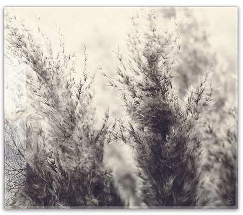 Herdabdeckplatte 60x52 cm ESG Glas | Pampasgras Schwarz-Weiß – Boho | Herd Abdeckung für Ceranfeld Schneidebrett Glasplatte Induktion
