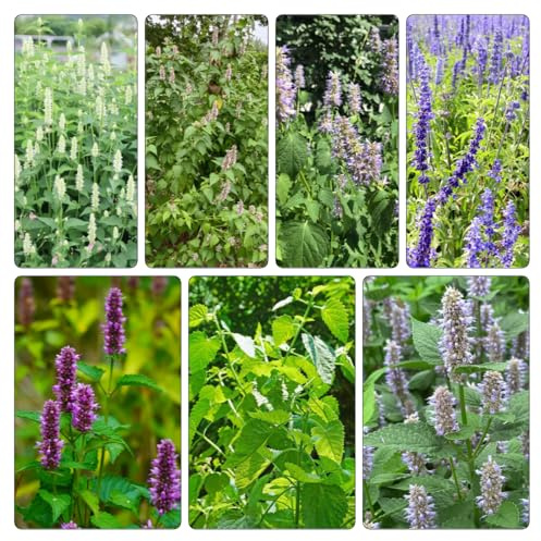 Semi di ortica profumata, organico giardino roccioso copertura 350pcs