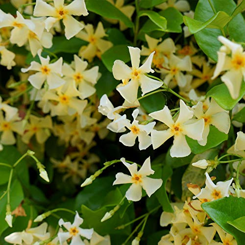 Thompson & Morgan Potted Hardy Garden Plants Trachelospermum Star of Toscana, Ideal for Borders & Patios, Easy to Grow, 1x Trachelospermum Plants in 3L Pots (1 x 3L Pot)