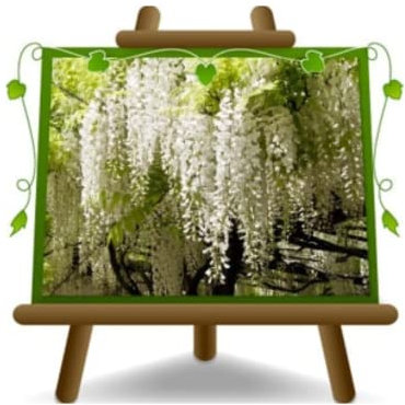 Wisteria Floribunda Longissima Alba - Puro blanco glicina - trepadora - planta en maceta 17 - tamaño máximo 200 cm