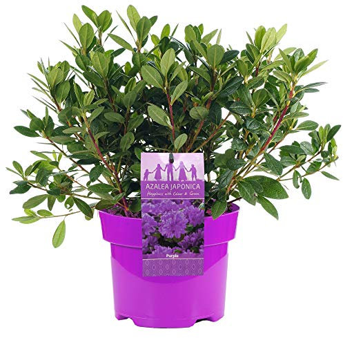Azalea Japonica Purple Plants - Evergreen Shrubs for Garden - Outdoor Plants for Year-Round Foliage & Summer Flowers - Hardy Flowering Shrubs Outdoor Garden Ready in Plant Pot