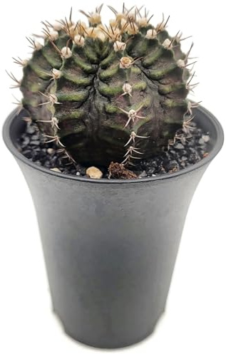 Fangblatt - Gymnocalycium 'T-Rex' Hybrid - exotischer Gymnokaktus - pflegeleichte Zimmerpflanze