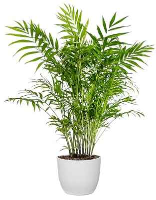 Bonplants Chamaedorea Elegans, Lussureggiante Palma Vera da Interni, Vaso 19 cm, h 80 cm (Vaso Bianco)