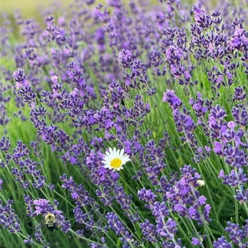 Semi di lavanda, per luoghi soleggiati prodotti sostenibili giardino di resistenti per il giardino da esterno 1000pcs