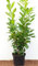Kirschlorbeer Heckenpflanzen immergrün Sichtschutz Prunus lauroc.'Novita' im Topf gewachsen 80-100cm (1 Stück)