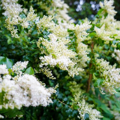 semi di ligustro sempreverde - perenni resistenti giardino decorativa balcone rialzato rare 10pcs