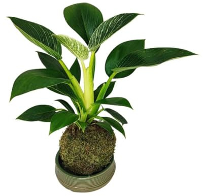 I GIARDINI DI GIULIA - Kokedama Philodendron Birkin Ø10 cm H.30 | Pianta Vera con Base in Argilla Artigianale | Decorazione da Interno Naturale e Originale