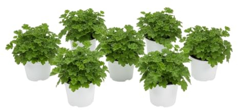Pack Rincón Floral – Seis Geranios Antimosquitos Naturales en Maceta | DECOALIVE Plantas Aromáticas de Exterior para Terraza y Jardín