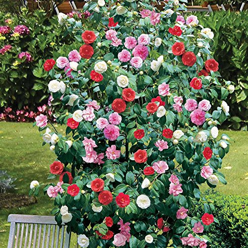 3 x Kamelie dreifarbig rot rosa weiß winterhart buschig immergrün Strauch Pflanze im 12cm Topf