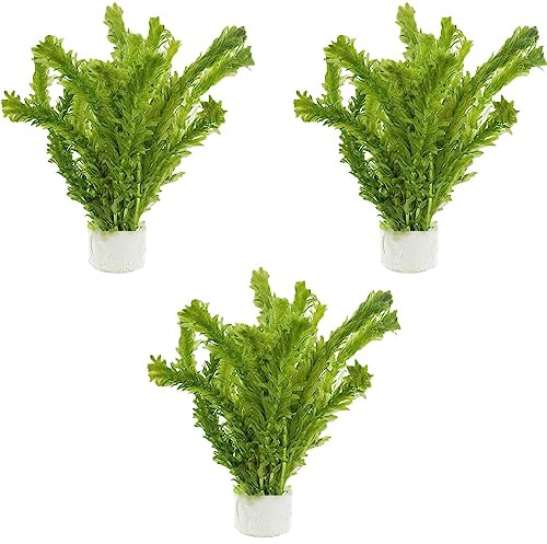 Canton Aquatics 3-Pack Anacharis Egeria Densa Bundle - Live Aquarium Plants for Beginner Aquarists - Elodea Freshwater Live Aquatic Plant, Great for Beginners, Aquarium Plants