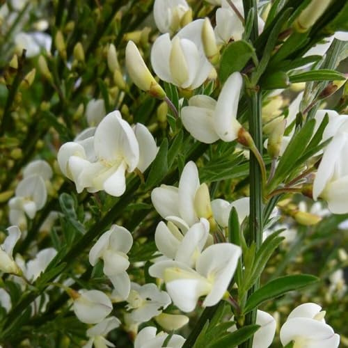 Ginestra Cytisus praecox Albus citiso pianta in vaso ø11 cm Vivaio di Castelletto