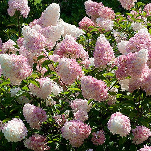 Hydrangea paniculata 'Vanille Fraise' – Winterharte Rispenhortensie im Topf – Mehrjährige Gartenpflanze mit Farbwechsel von Weiß zu Rosa – Ideal für Beete, Kübel & Balkon