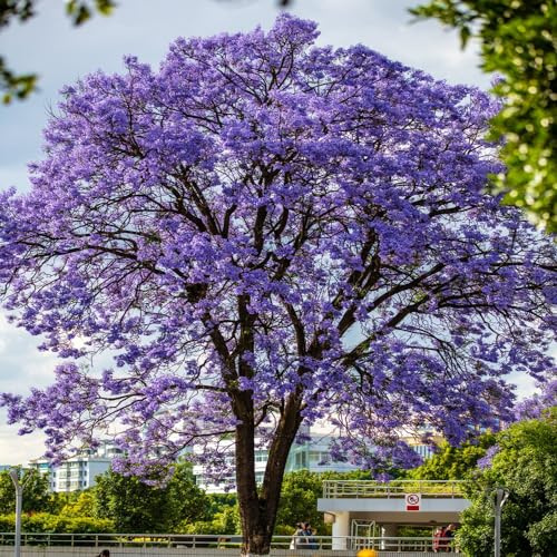 Semi resistenti di Jacaranda, semi esotiche resistenti all'esterno comprare rare giardino regali per gli amanti del giardino 50pcs