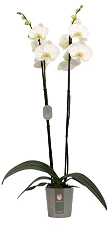 Planta Natural Orquídea Boca Phalaenopsis Flores Blancas
