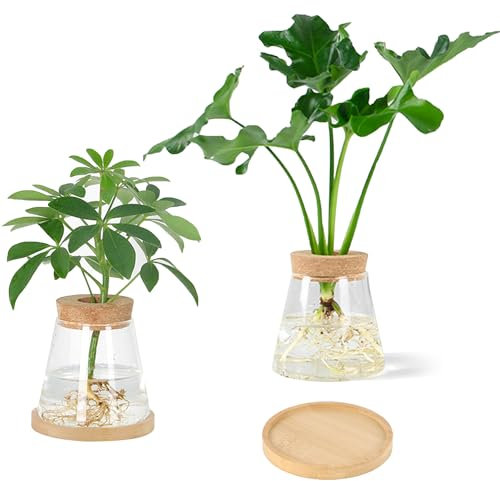 Ezydka 2 Pezzi Stazione di Propagazione Delle Piante, Vasi per Piante Idroponiche con Sughero, Vaso di Vetro per Piantare Piante per la Decorazione Della Tavola Della Casa e Dell'ufficio