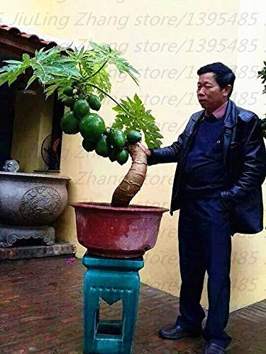 100 pezzi SEMI Rododendro Azalee Fiori per il giardinaggio Viola 1