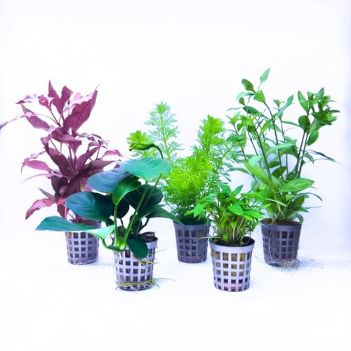 Aquabetta Aquarium Pflanzen set I 5X Wasserpflanzen I Alternanthera - Limnophila - Anubias - Cryptocoryne - Hygrophila I Set mit 5 Aquariumpflanzen echt | Einsteiger Aquarienpflanzen
